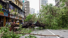 Un arbre déraciné après le passage du cyclone Tauktae à Mumbai (Inde), le 18 mai 2021.