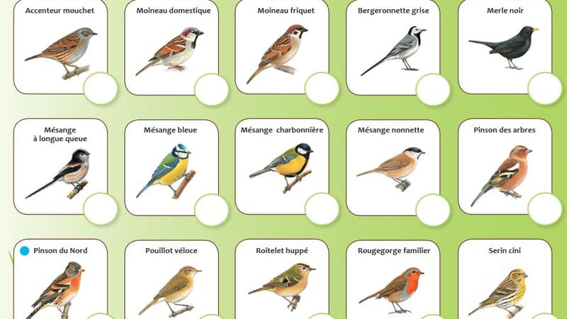 La LPO organise un week-end de comptage des oiseaux des jardins les 27 et 28 janvier 2018