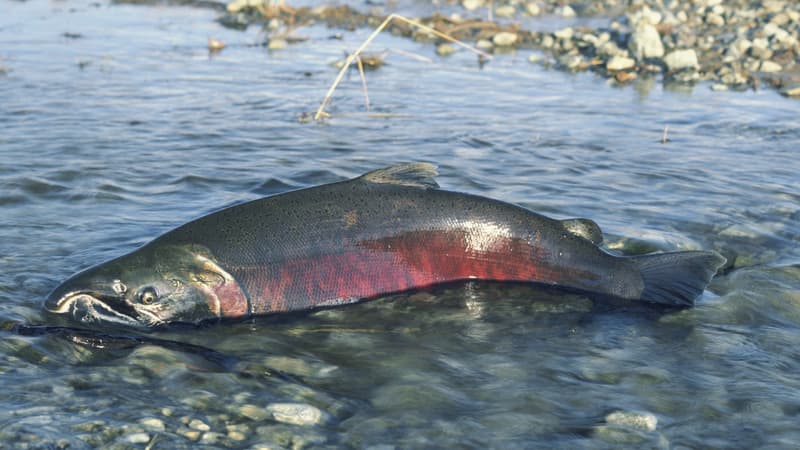 Réchauffement climatique: la pêche au saumon interdite pour la deuxième année de suite en Californie