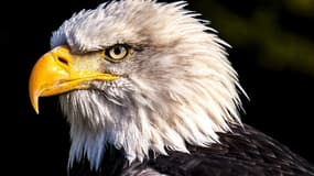 Un aigle 