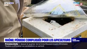 Rhône: confrontés aux températures élevées en décembre, les apiculteurs tentent de sauver leurs abeilles