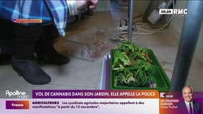 Vol de cannabis dans son jardin, elle appelle la police 