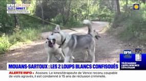Alpes-Maritimes: deux loups confisqués à un couple à Mouans-Sartoux