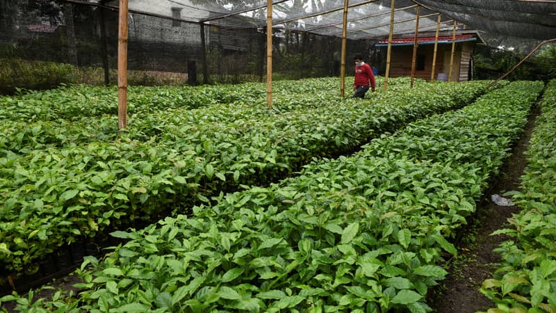 Nestlé va fournir une assurance climatique à des petits producteurs de café en Indonésie