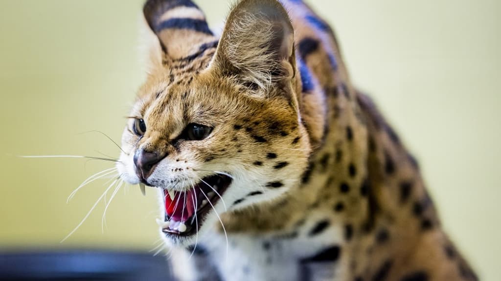 Un serval au refuge Stichting Aap, à Almere, aux Pays-Bas, le 18 juillet 2023