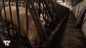 Les conditions de vie déplorables des cochons filmées dans des élevages de porcs
