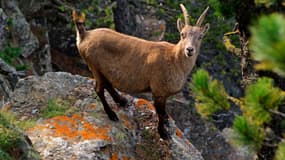 "Le chamois n'est pas une espèce destructrice ou qui doit être régulée." (PHOTO D'ILLUSTRATION)