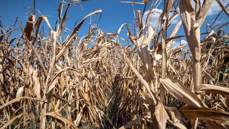 La sécheresse a abimé les champs de maïs