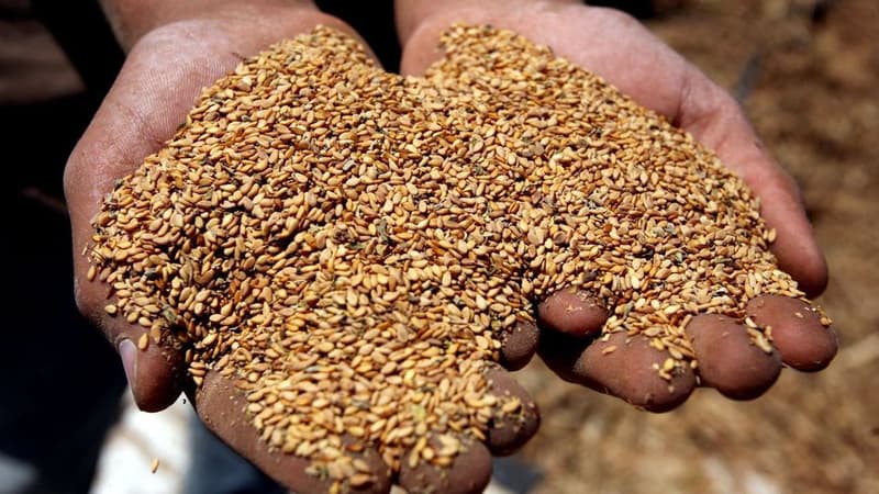Brioches, biscuits, houmous: rappel massif de produits qui contiennent des graines de sésame