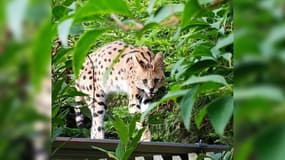 Un serval a été capturé ce mardi matin par les pompiers à Lille