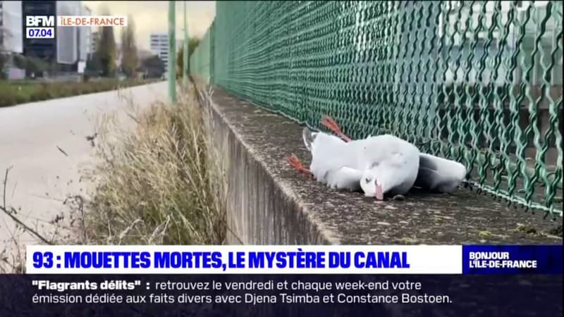 Canal de L'Ourcq: plusieurs cadavres de mouettes intriguent les habitants