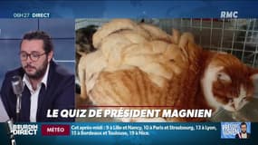 En Bretagne, le chat avec 1 kg de dreadlocks sur le dos a trouvé une famille
