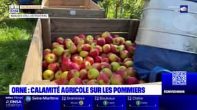 Orne: calamité agricole reconnue pour les pommes