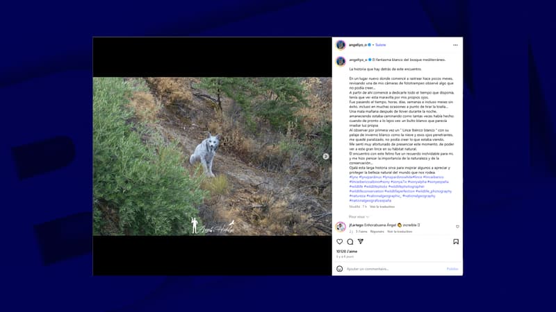 Un photographe amateur capture la première photo d'un lynx ibérique blanc en Espagne