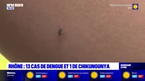 Rhône: 13 cas de dingue et 1 de chikungunya