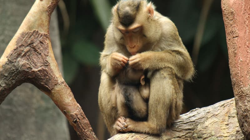 Dans l'attente des résultats, les macaques continueront à être suivis par le site animalier. (Photo d'illustration)