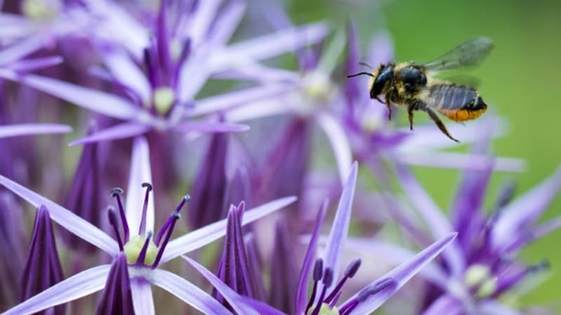 Le retour des néonicotinoïdes en France serait 