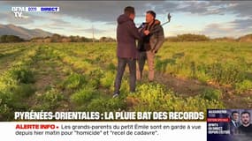 "Ça fait au moins trois ans que ça n'a pas été aussi vert" : dans les Pyrénées-Orientales, la pluie bat des records