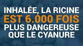 Attentat déjoué en Allemagne: qu'est-ce que la ricine, ce poison beaucoup plus toxique que le cyanure ?