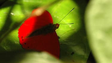 Papillon Sangaris, nom donné à l'opération française en Centreafrique.