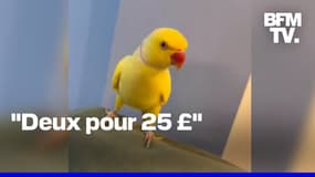  Un perroquet aide à démanteler un important trafic de drogue au Royaume-Uni 