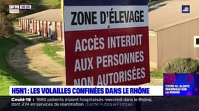 Grippe aviaire: les volailles confinées dans le Rhône 