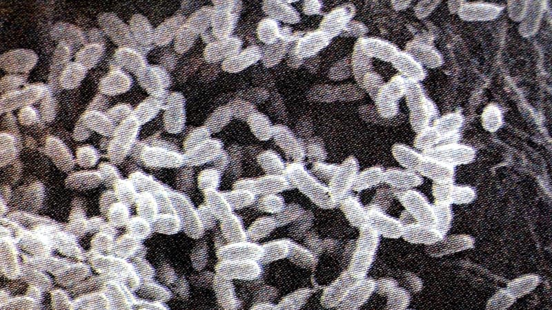 Une image au microscope de la bactérie Burkholderia pseudomallei capturée en 2005 à Taiwan (Illustration)