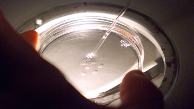 La préparation des ovocytes avant la micro-injection des spermatozoides au Centre d'étude et de conservation du sperme humain de Rennes