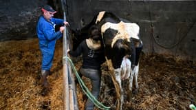 Elsa Louvet, vétérinaire et ostéopathe, dans une ferme à Malville (Loire-Atlantique) le 16 février 2021 
