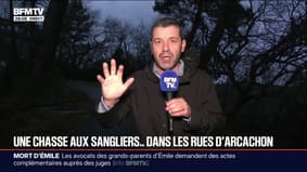 Une chasse aux sangliers organisée ce lundi dans le secteur Abatilles/Pereire à Arcachon