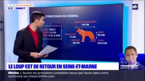 Seine-et-Marne: le loup est de retour dans le département 