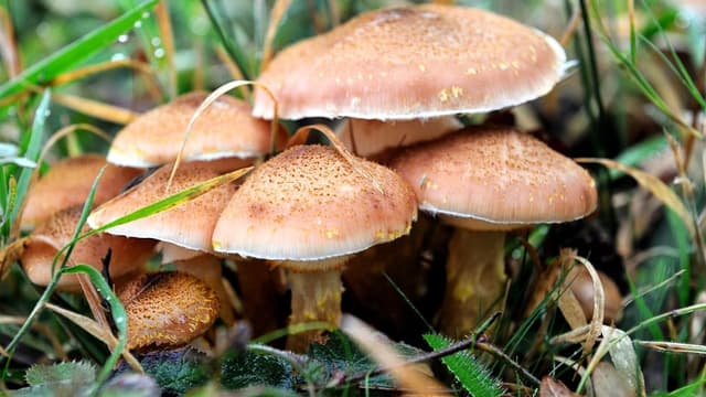 Un homme espère faire voter un texte visant à légiférer sur la dépénalisation des champignons hallucinogènes en Californie (image d'illustration)