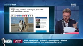 Quel le chien préféré des Français? 