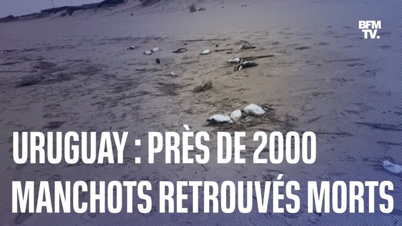 Uruguay: près de 2000 manchots retrouvés morts en 10 jours sur les côtes orientales