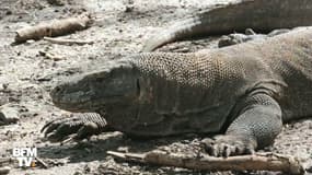 L’Indonésie veut faire payer plus cher les touristes pour voir les dragons de Komodo
