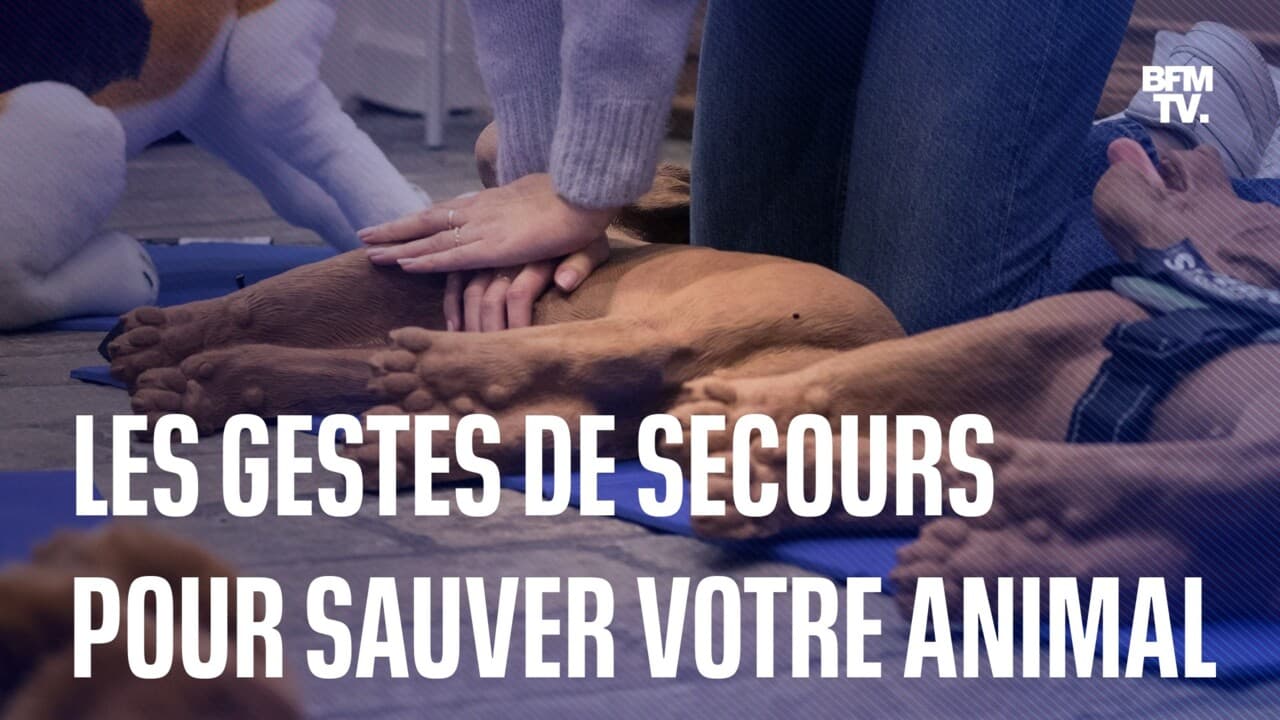 Hémorragie, massage cardiaque… Voici les gestes qui sauvent pour les