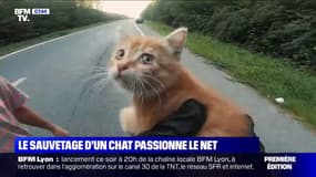 Le sauvetage d'un chaton sur une route par un motard passionne les internautes