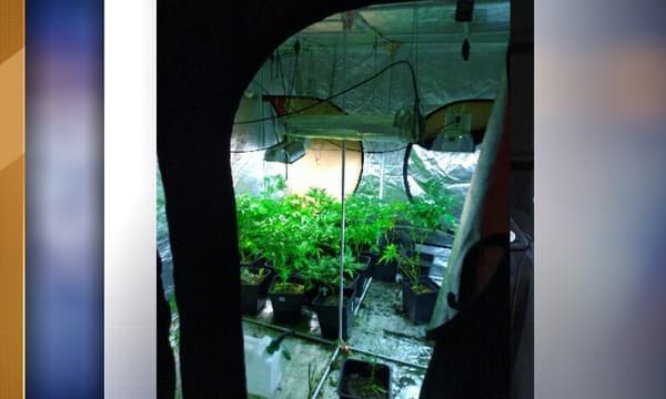 cannabis cannabis