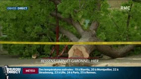 Deux écoliers grièvement blessés par la chute d'un arbre près de Montauban: que s'est-il passé?