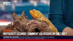 Reptiles, lézards, comment bien les accueillir chez soi