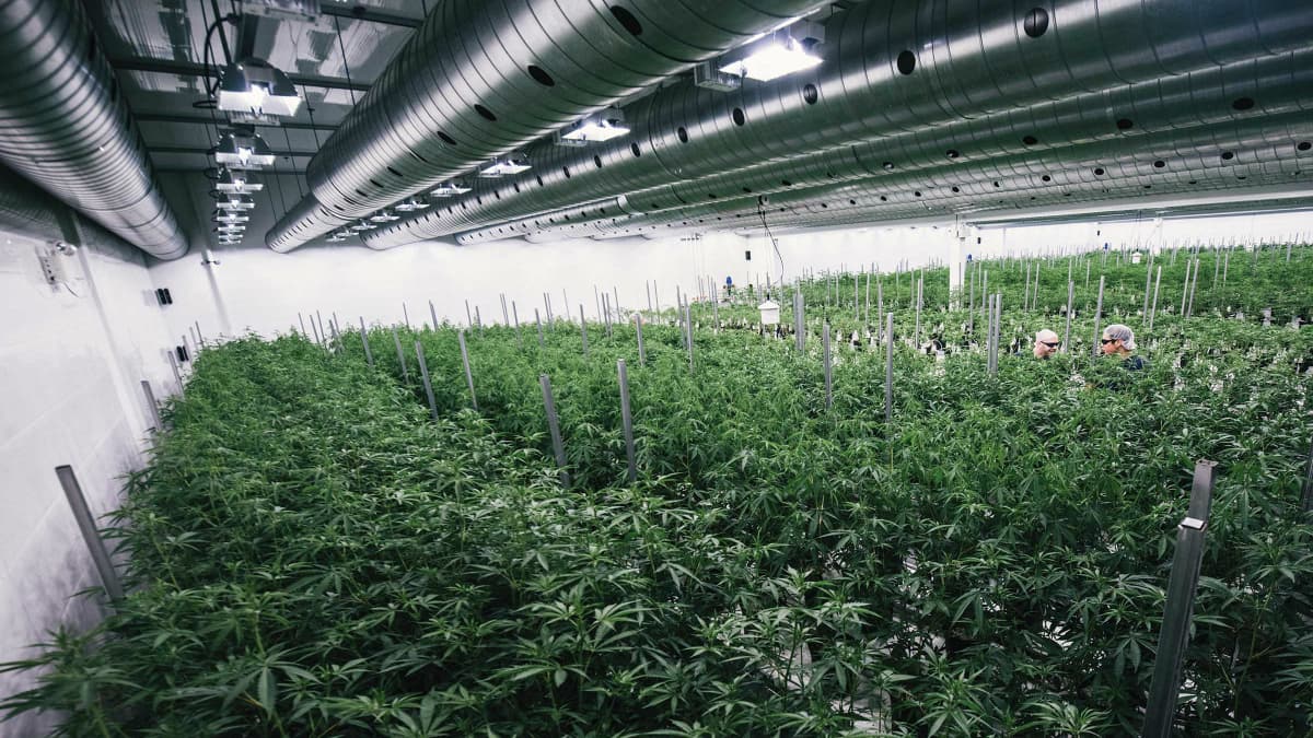 La start-up occupe 15.600 m² de cette ancienne usine qui fait un total de 46.000 m². Les plants de cannabis poussent sous une lumière artificielle. Il s'agit de la plus grande serre à cannabis légale du monde. La start-up occupe 15.600 m² de cette ancienne usine qui fait un total de 46.000 m². Les plants de cannabis poussent sous une lumière artificielle. Il s'agit de la plus grande serre à cannabis légale du monde.