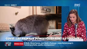 « Allô Marie ? » : Les animaux domestiques sont-ils touchés par le Covid ? - 17/11