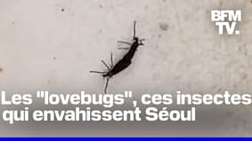 Séoul est envahie d'insectes volants surnommés "lovebugs" 