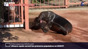 Mulhouse: une petite otarie à crinière a fait sa première sortie au parc zoologique