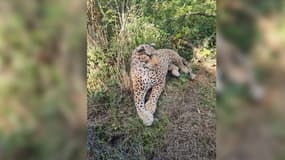 Une peluche de léopard sur le bas côté de la route à Lessay (Manche), fin septembre 2024.