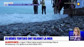 Alpes-Maritimes: 16 bébés tortues ont rejoint la Méditerranée
