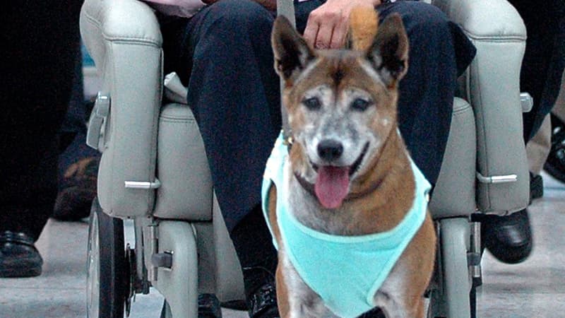 Tongdaeng, la chienne du roi de Thaïlande, en février 2010.