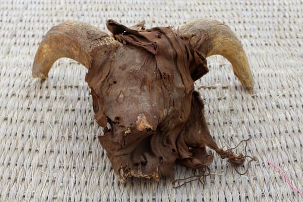 Une tête de vache momifiée, exhumée par une équipe d'archéologues américains dans le temple de Ramsès II.