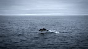 Un dauphin sautant dans les eaux de l'océan Atlantique, à environ 180 km à l'ouest de la côte de La Rochelle, le 20 février 2024.