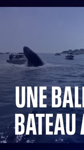 Une baleine s'attaque à un bateau au Massachusetts